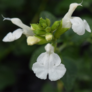 Salvia Chalk White